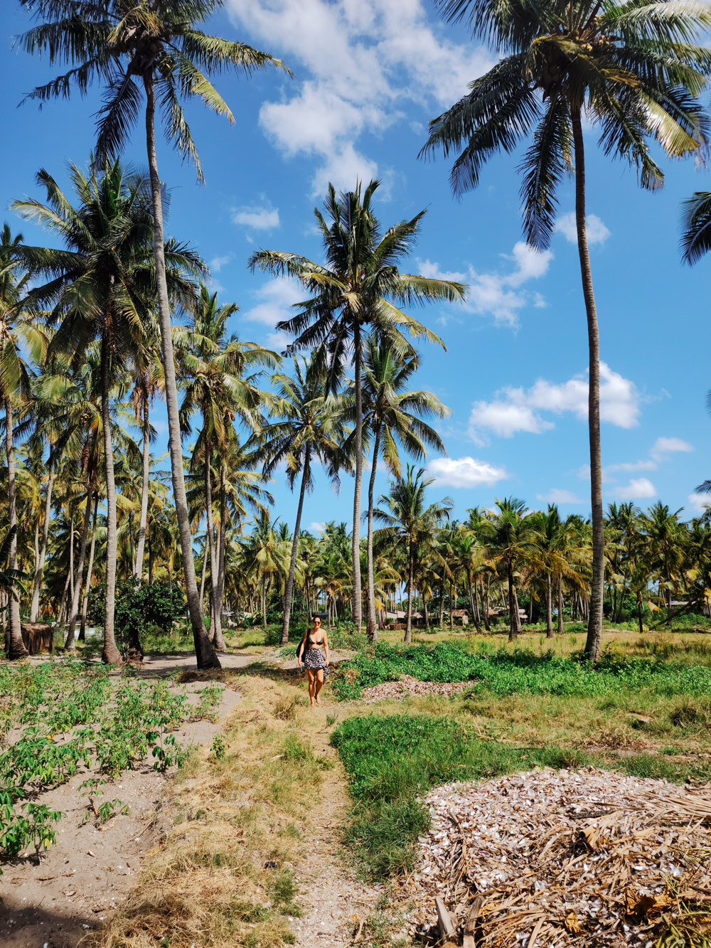 Mozambique natuur palmbomen