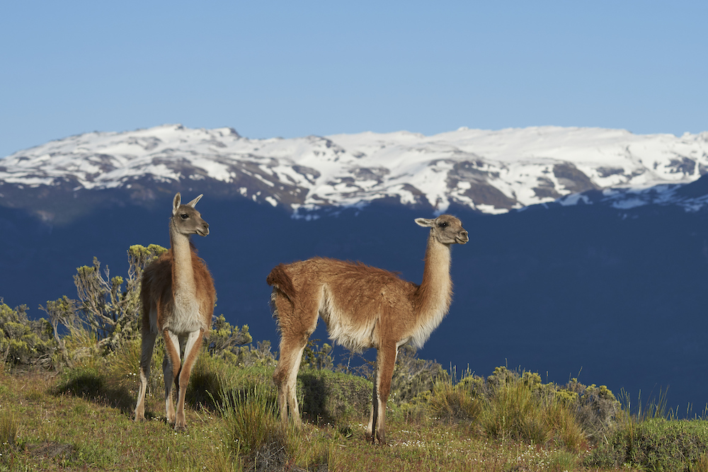 Guanaco in Chacabuco Valley