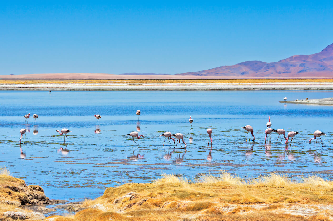 rondreis chili-atacama-woestijn-zoutvlakte-flamingo