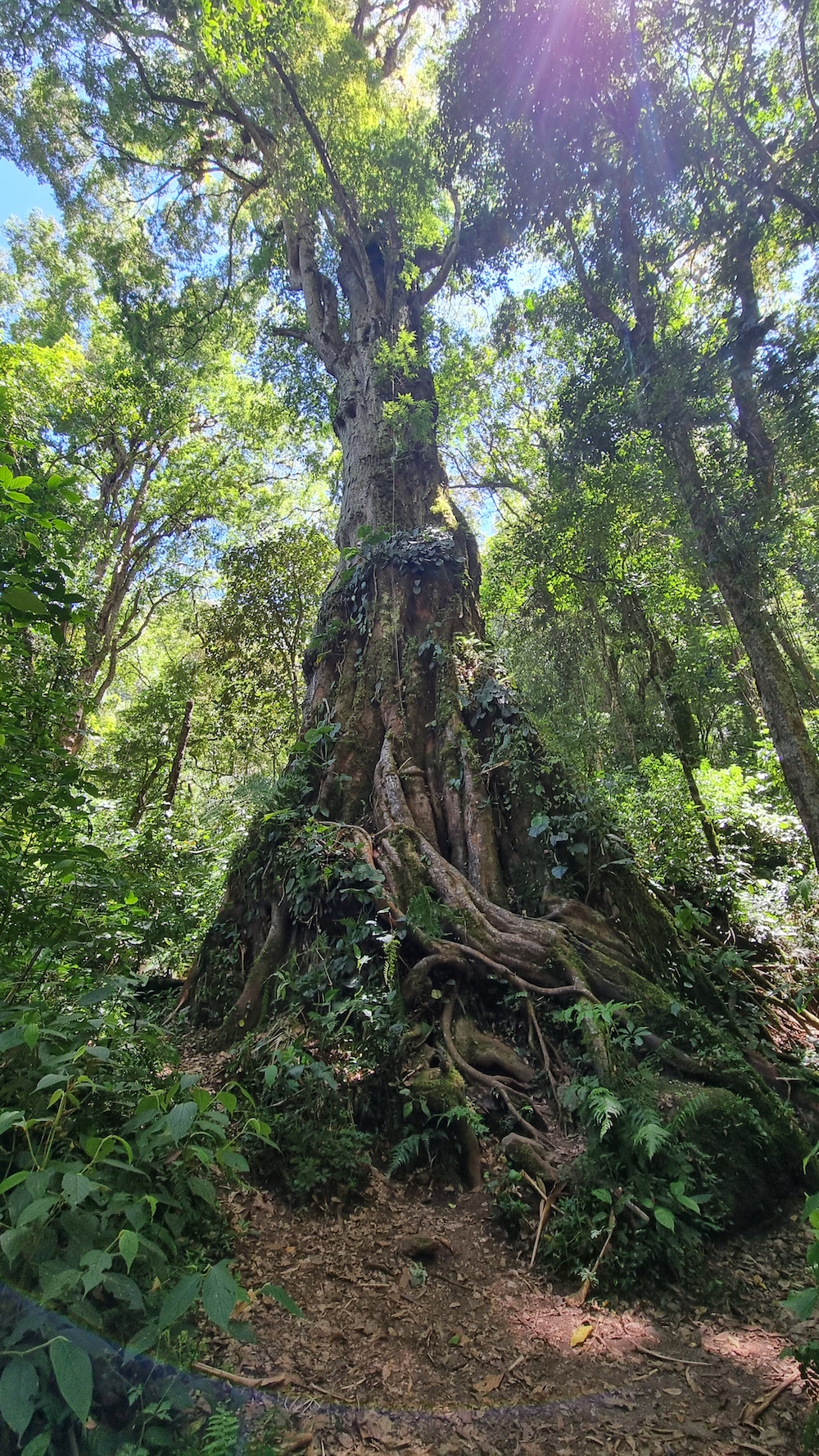 1000 jaar oude boom Boquete