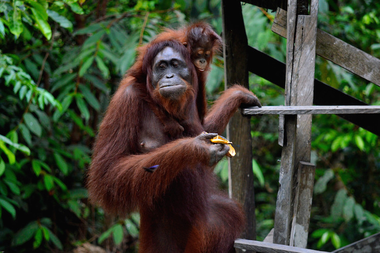 tanjung indonesie