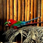Pantanal Brazilie