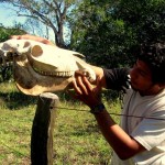 Pantanal Brazilie