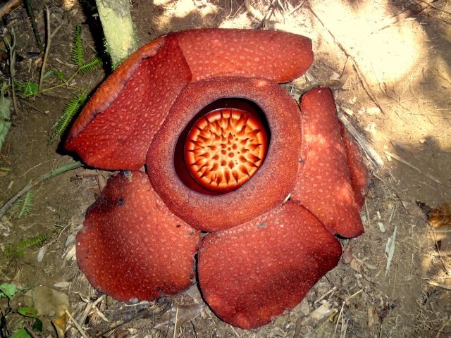 Rafflesia