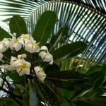 Kauai Hawaii