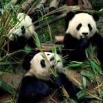 China panda Chengdu