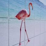 202-ixxi-photography-natuur-flamingo-2