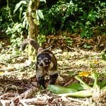 4. Arenal - cerro chato (neusbeertje)
