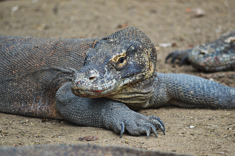Komodo indonesie
