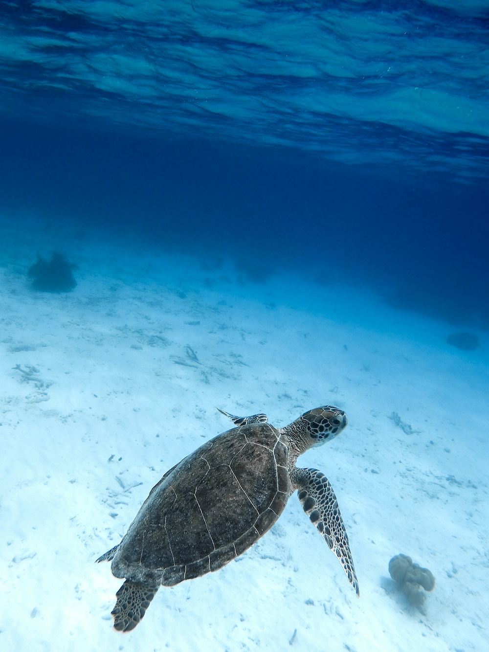 ABC-eilanden, snorkelen Bonaire