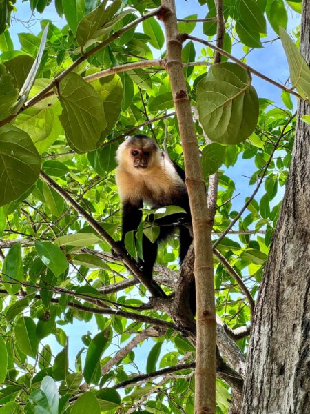 Aap Cahuita Costa Rica