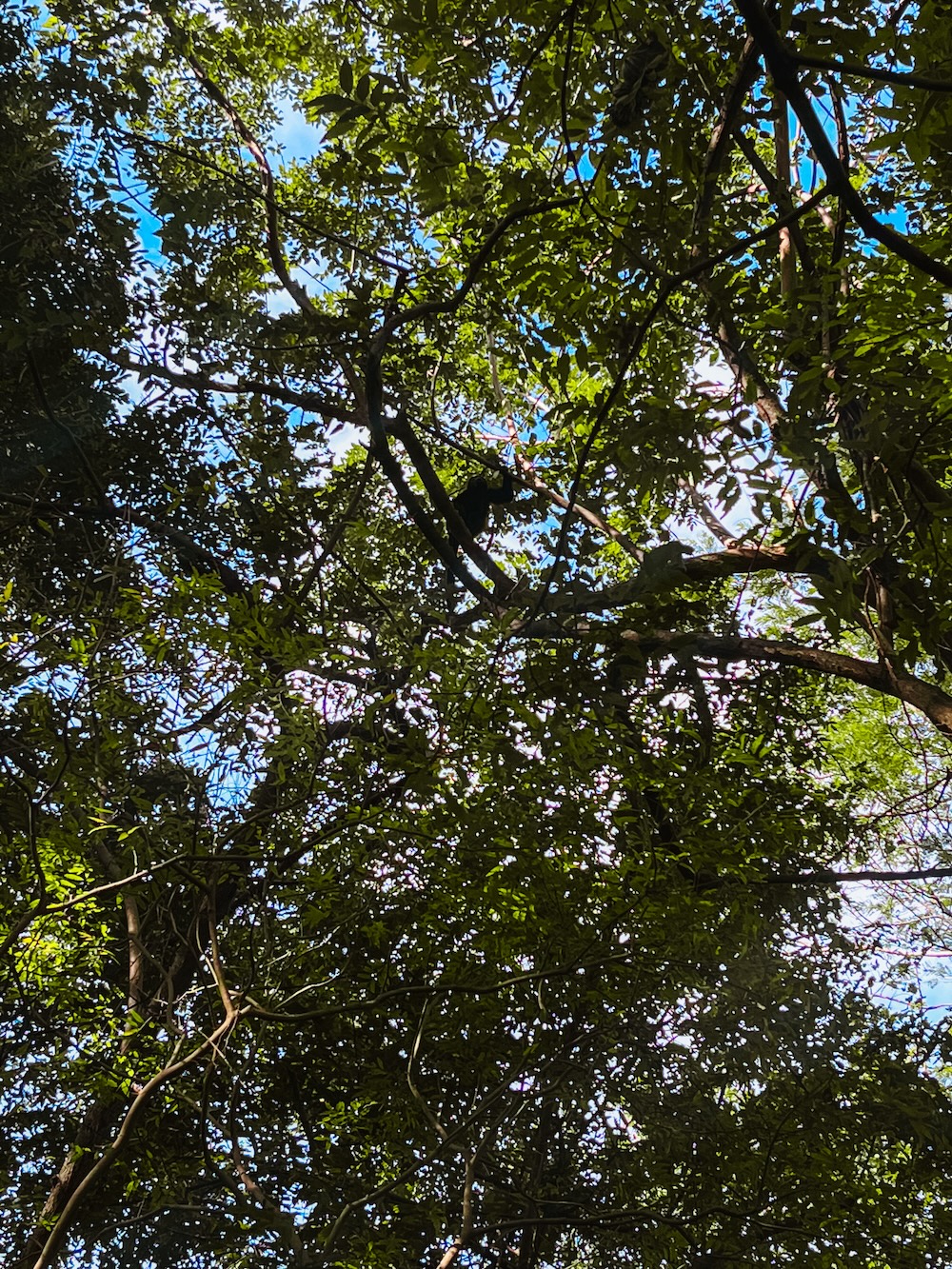 Aapje op Isla de Ometepe