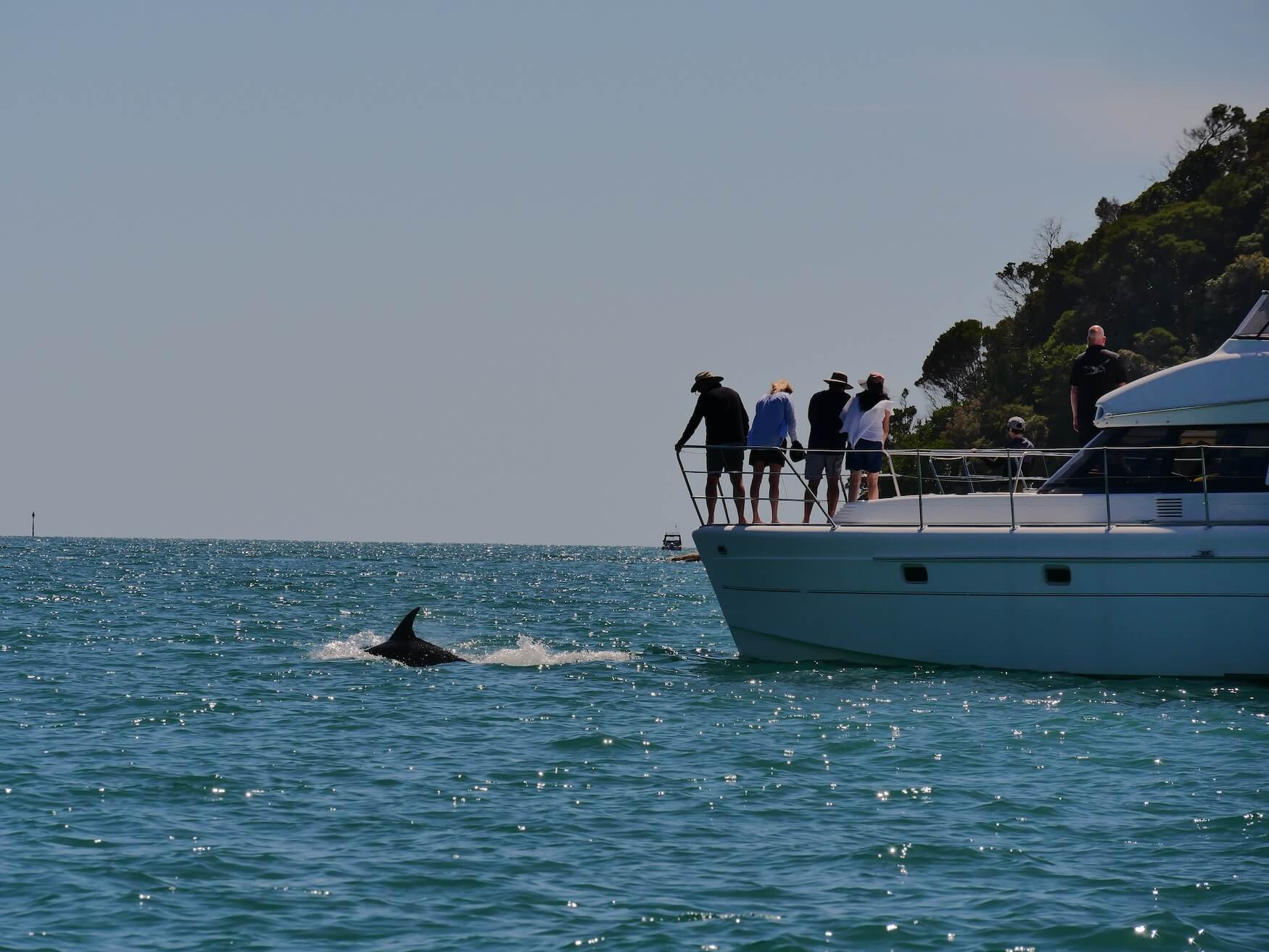 Abel Tasman dolfijnen