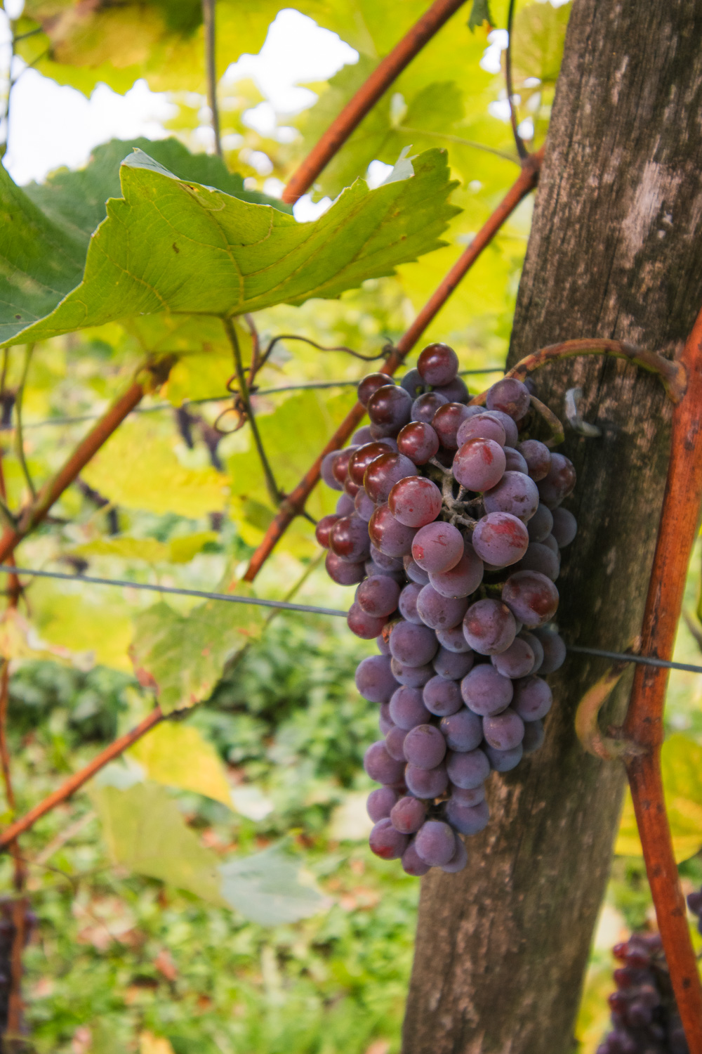 Achterhoek wijngaard druiventros