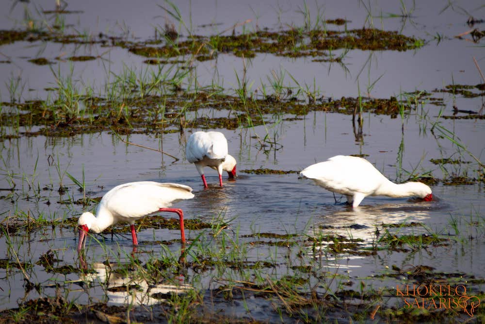 African Spoonbill in Chobe National Park
