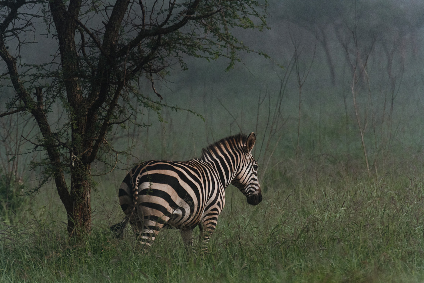 Akagera National Park Rwanda zebra