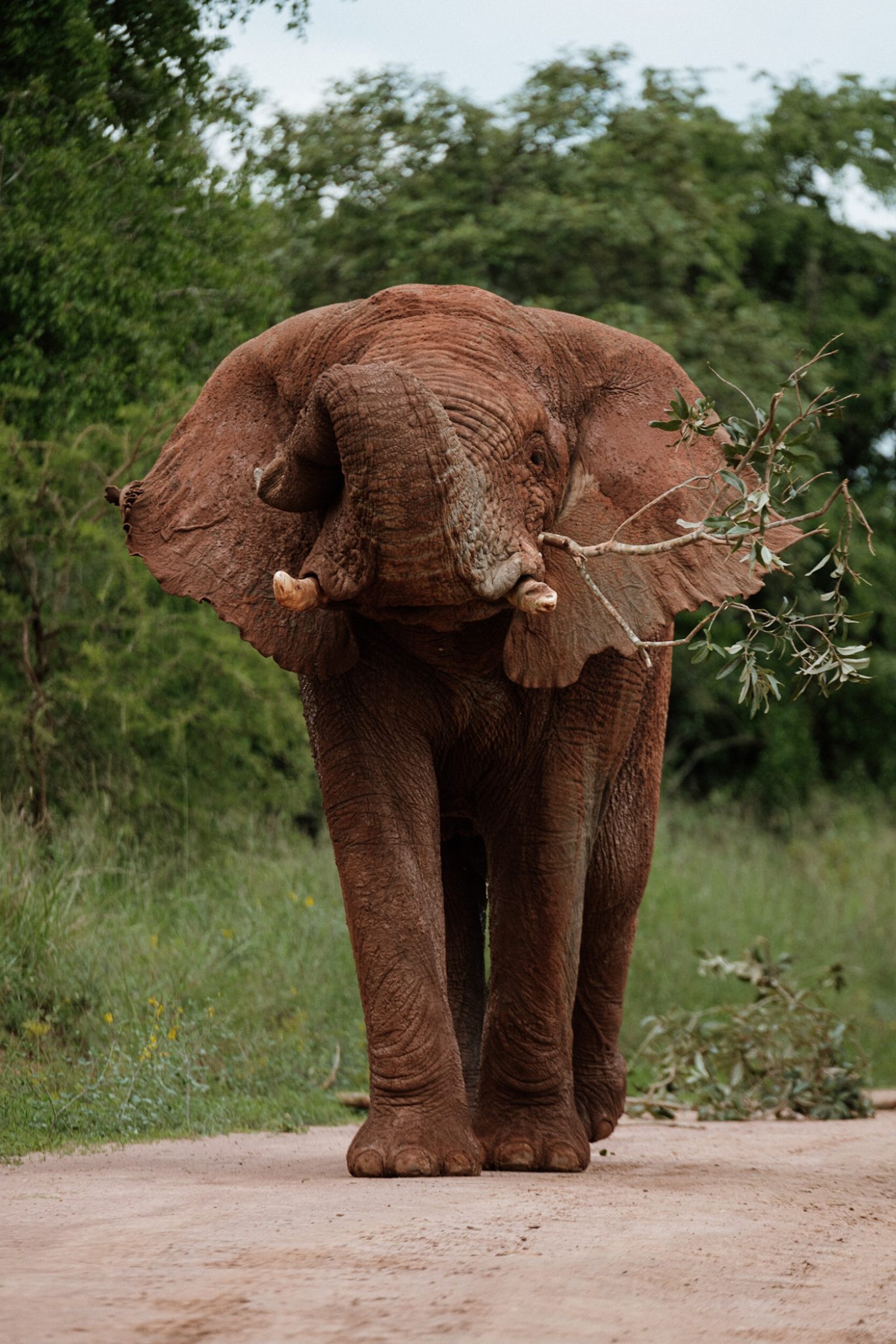 Akagera National Park olifant