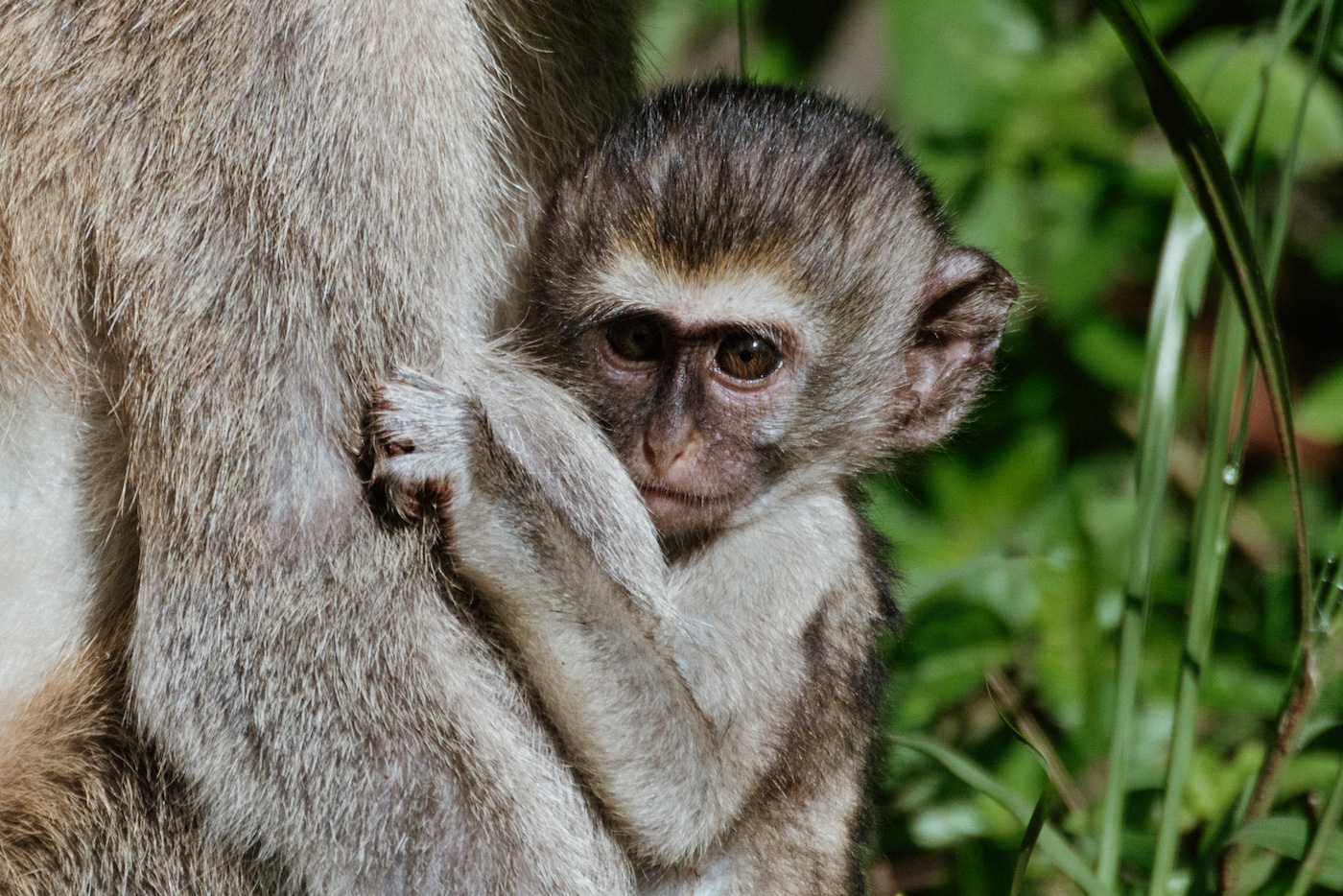 Akagera National Park rwanda reizen apen