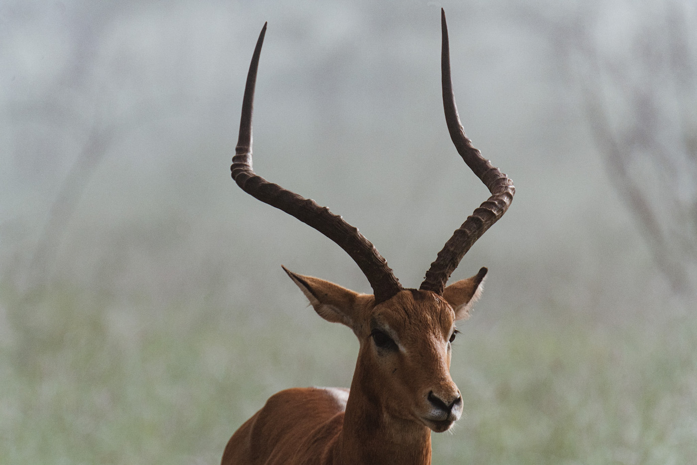 Akagera National Park rwanda wildlife