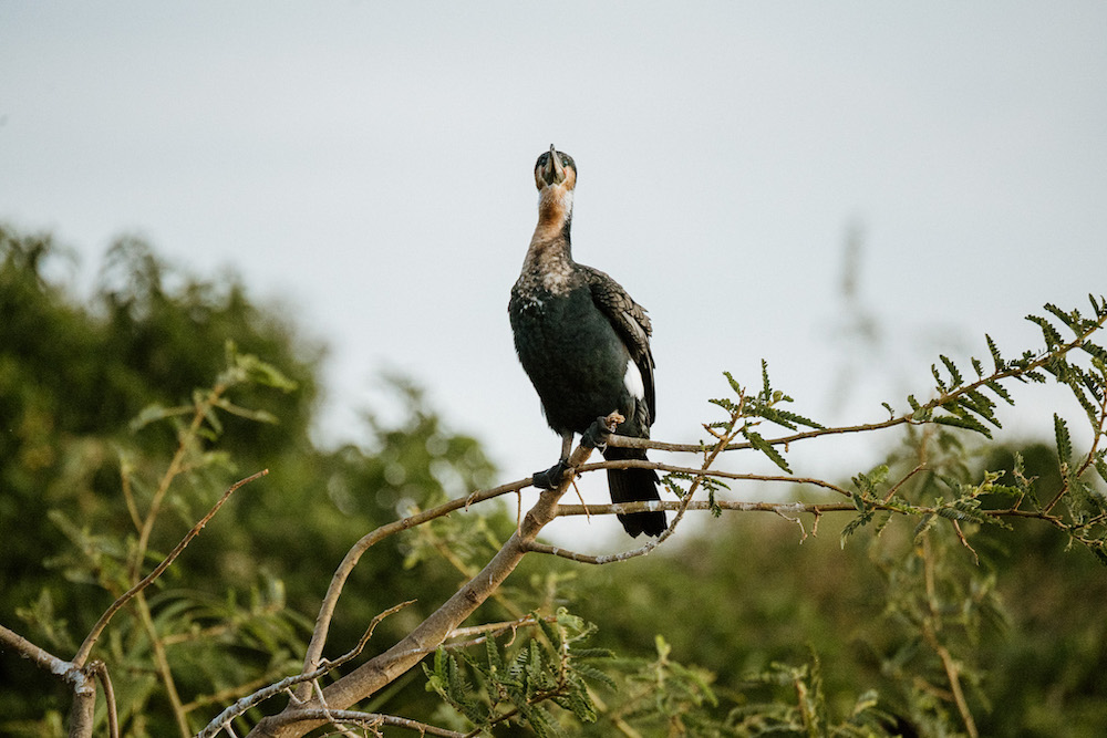 Akagera National Park vogelspotten rwanda