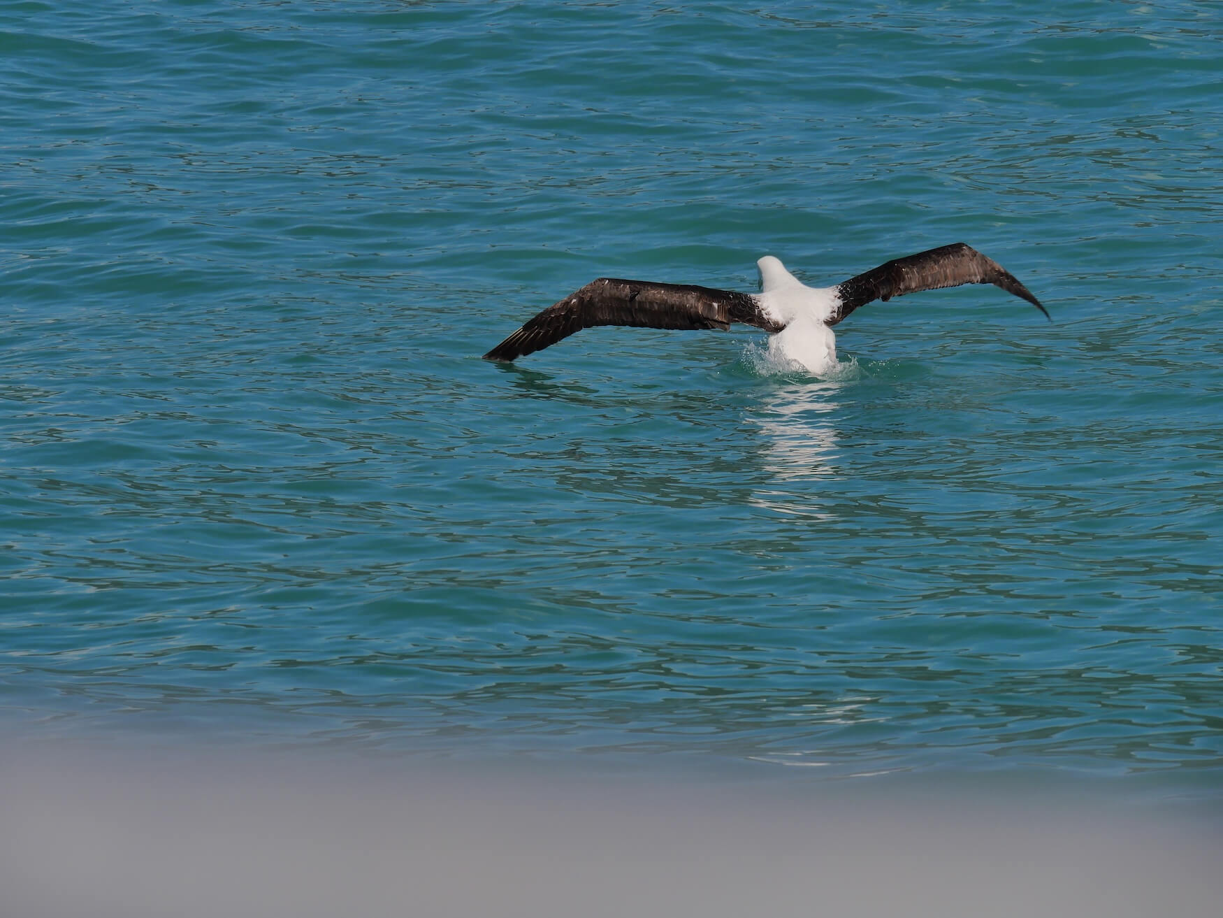 Albatross encounter in Kaikōura