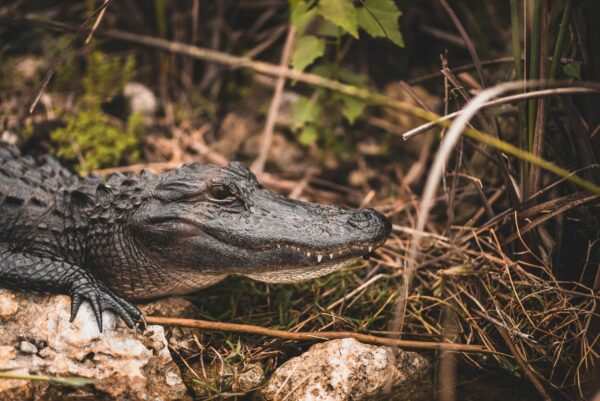 Alligator in Everglades
