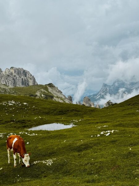 Alpenweide Dolomieten