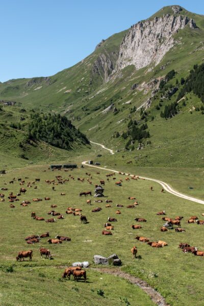 Alpenweide met koeien Frankrijk