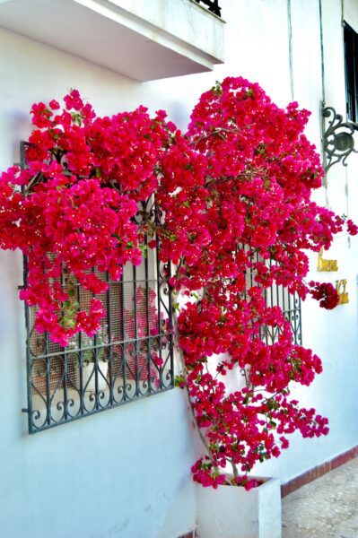Bloemen langs gevels in Altea