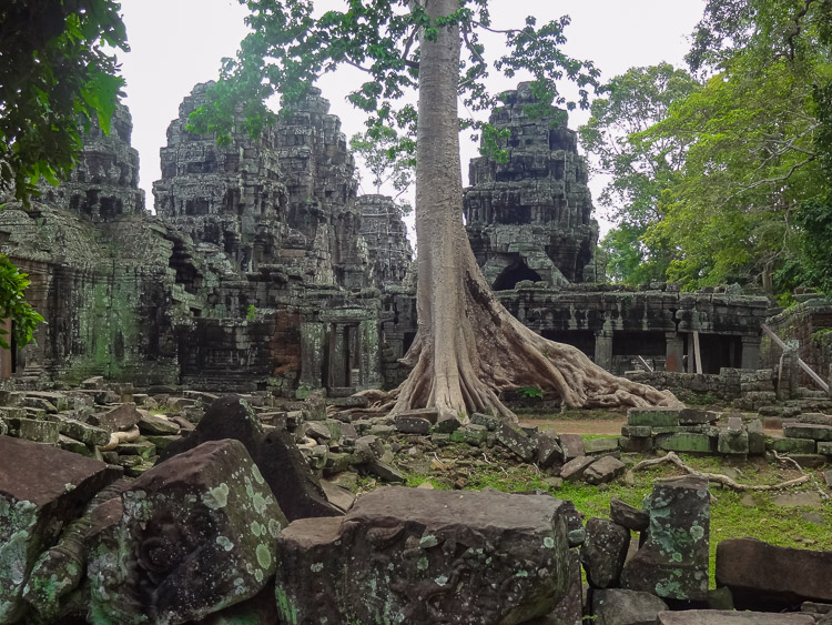 Angkor Wat ruinestad bomen details in Cambodja