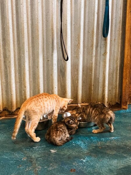 Animal shelter Utila