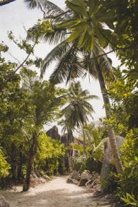 Anse Source d'Argent palmbomen weg