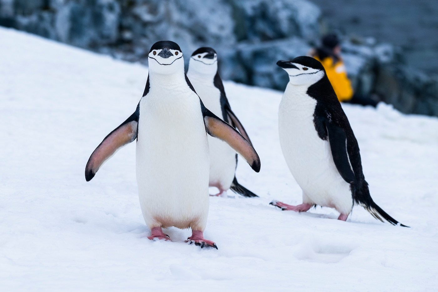 Antarctica Penguins