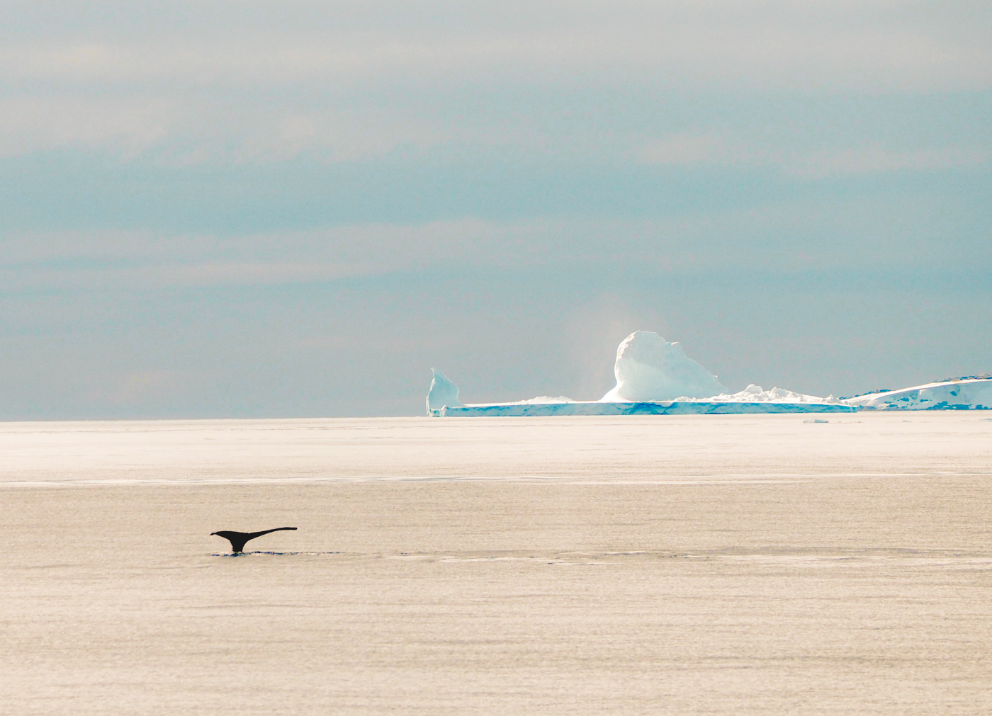 Antarctica dieren-2