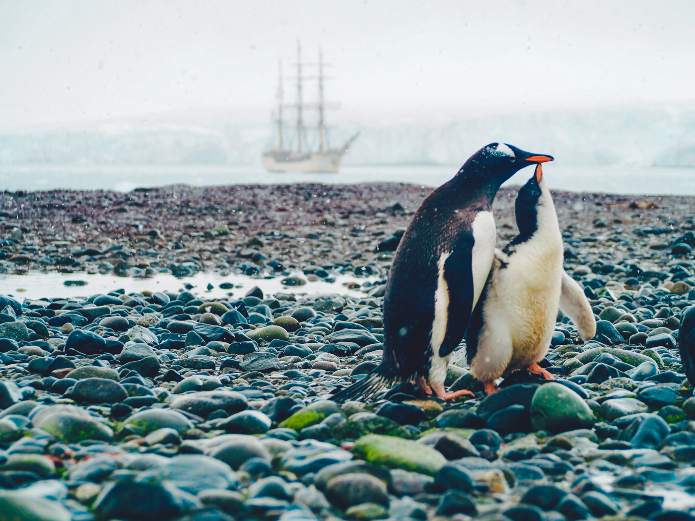 Antarctica dieren