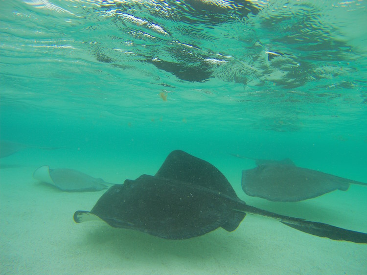 Antigua en barbuda stingrays onderwater