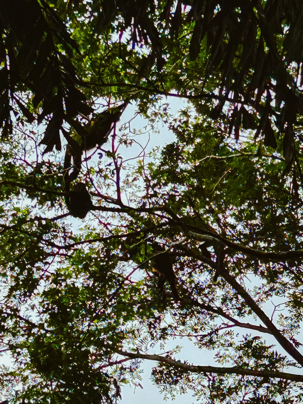 Apen op Isla de Ometepe
