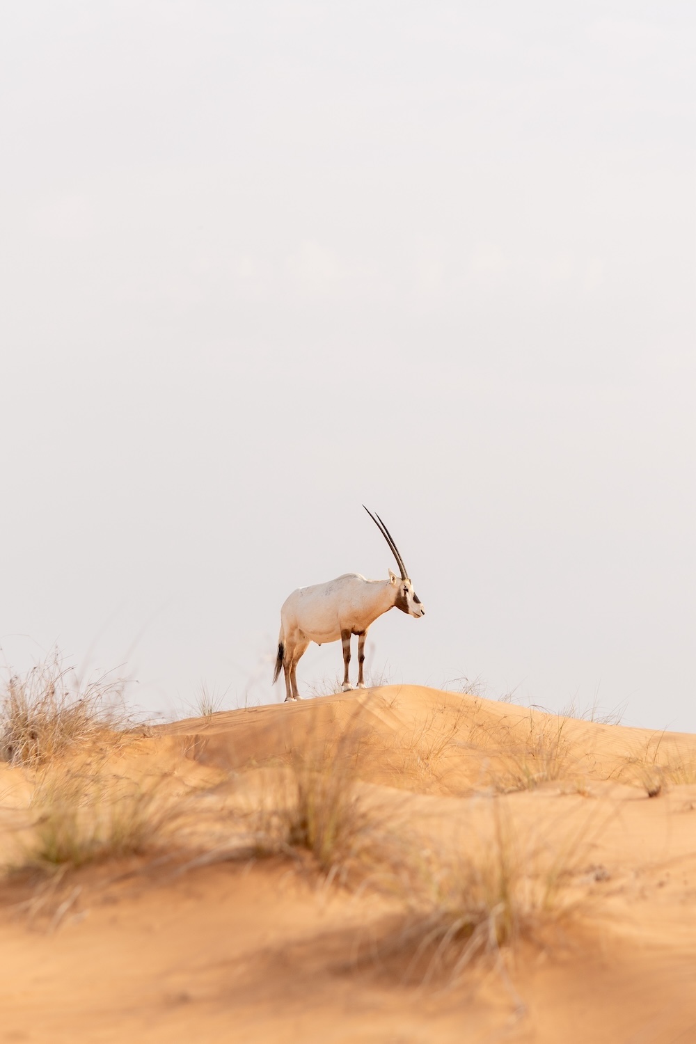 Arabische oryx, Dubai Desert