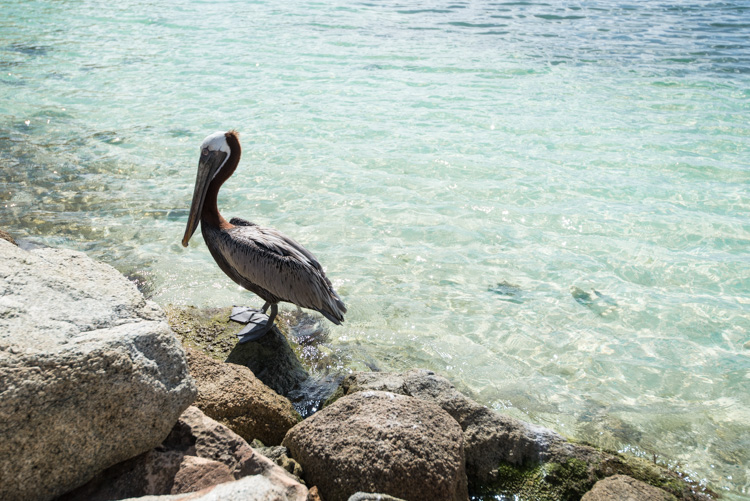 Aruba pelikanen vogels tips