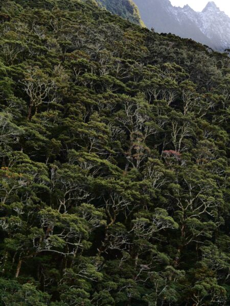 Aspiring National Park bomen