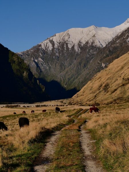 Aspiring National Park landschap
