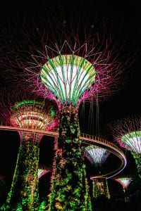 At night Singapore trees