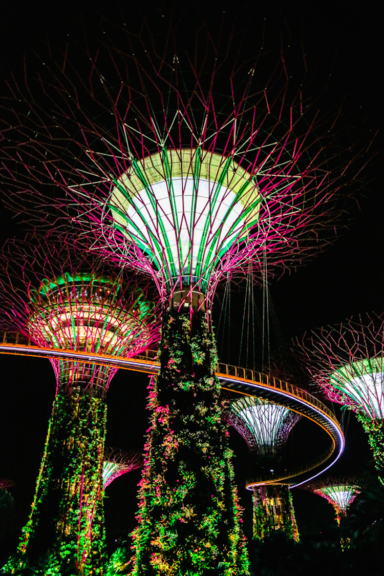 At night Singapore trees