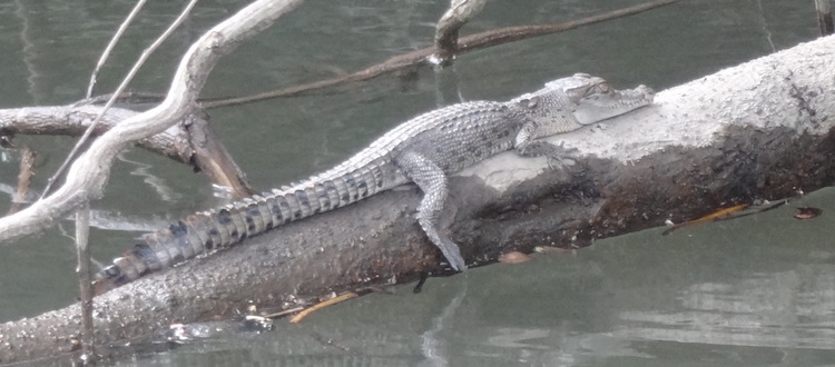 Australische dieren krokodillen