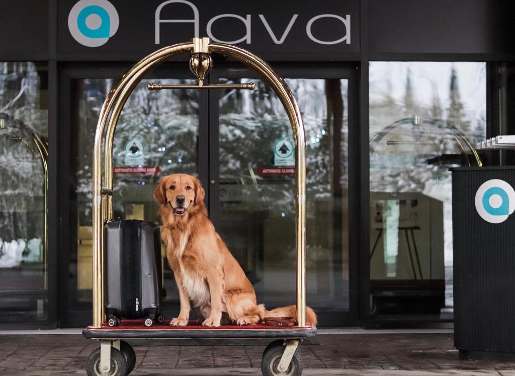 Golden retriever sitting on a luggage cart in front of a hotel entrance with a suitcase beside it