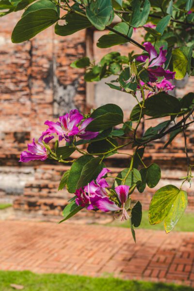 Ayutthaya thailand bezoeken