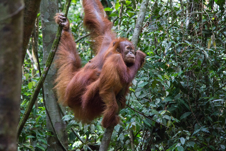 Azie orang oetangs bucketlist