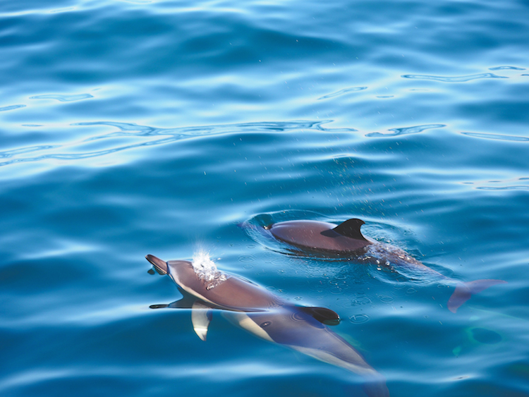 Azoren-dolfijnen-spotten