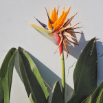 Azoren paradijsvogel bloem ponta delgada