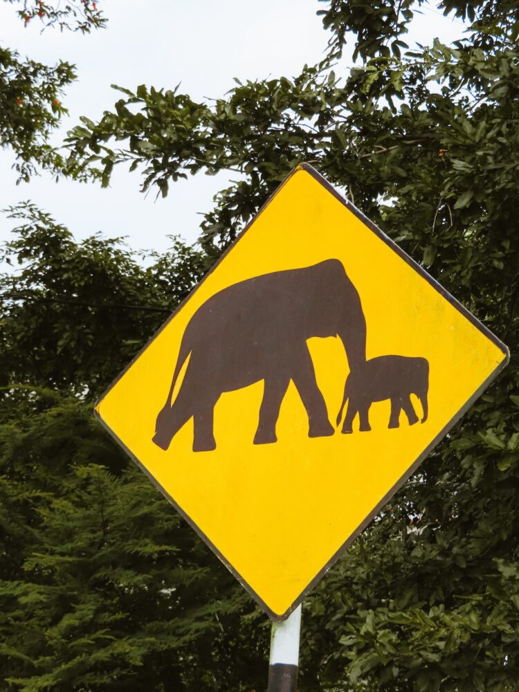 B35 weg, bordje overstekende olifanten
